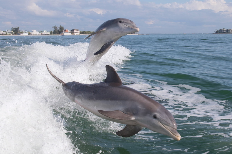 sea Life, gray, large, mammal, water, dolphins, bottle-nosed Dolphin, bottlenose dolphins, the ocean, two, animal wildlife, two animals, dolphin, marine