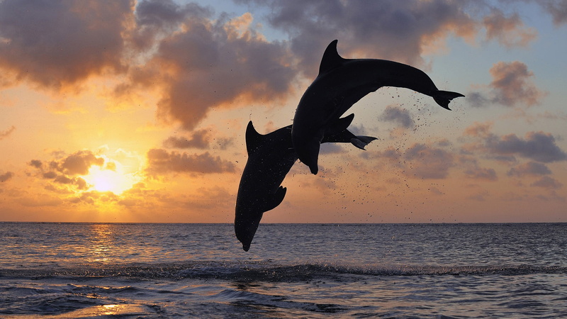 mid-air, DAL, HORIZON, two, SEA, SILHOUETTE, animal themes, no people, cloud - sky, PAIR, DAWN, The SKY, motion, sunset, 1080P, animal wildlife, LANDSCAPE
