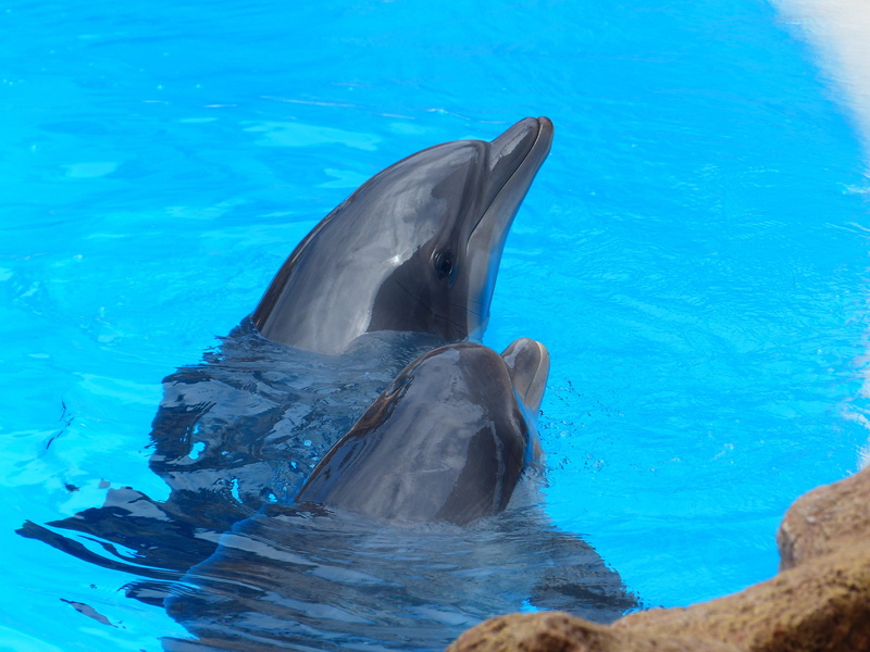 medium, animals, dolphins, tursiops truncatus, animal themes, mouth open, mammalia, bottlenose dolphin, no people, aquatic mammal, meeresbewohner, turquoise colored