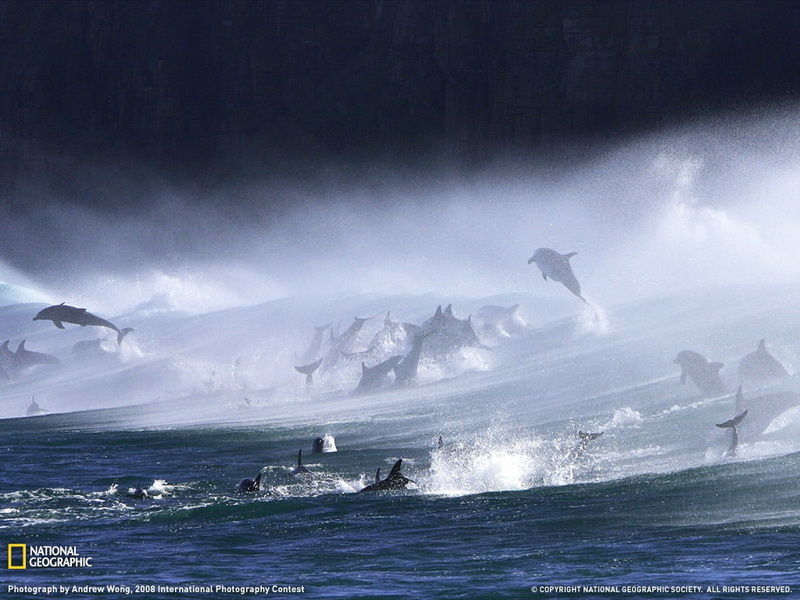 480P, art, bottlenose, dolphins, surf, Cool, bottlenose dolphins surf, animals, hd