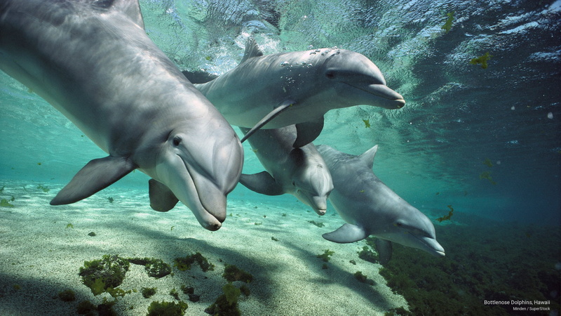 bottlenose, 2K, hawaii, Ocean Life, dolphins