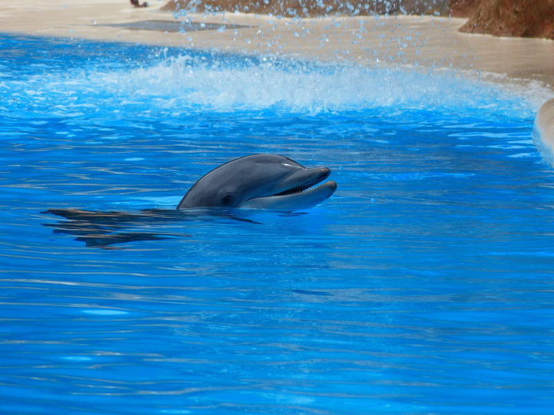 turquoise colored, motion, animal themes, meeresbewohner, one animal, outdoors, Jump, tursiops truncatus, mammal, water, mammalia, cetacea, swimming pool