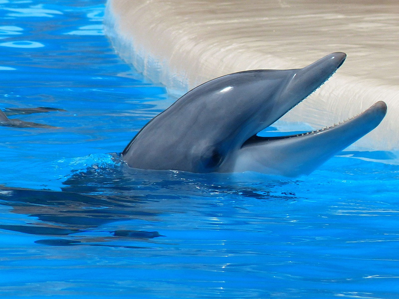 nose, waterfront, one animal, ocean, animal wildlife, show, mammals, animal, tail fin, life, play, entertainment, swimming, tail, blue, animal themes, satisfied