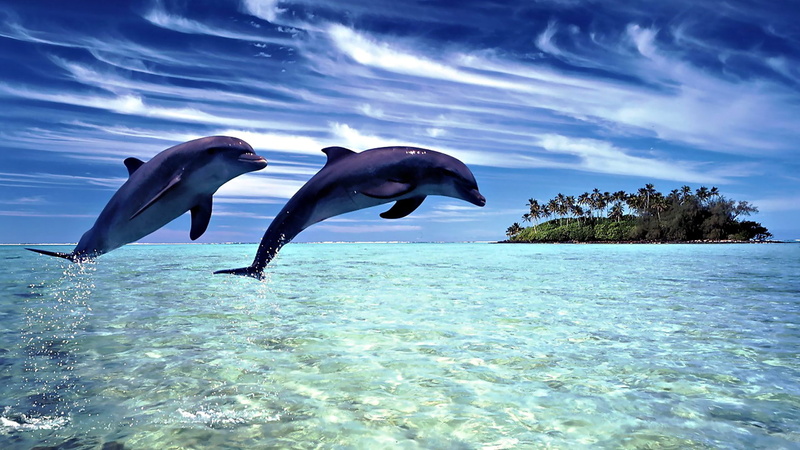 sea life, motion, animals in the wild, water, beauty in nature, marine, animals, animal wildlife, nature, island, two animals, digital art, 1080P, day