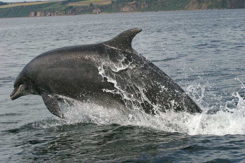 leap, splash, nature, bottlenose dolphin, one animal, outdoors, animal wildlife, mammal, swimming, ocean, animal body part, 2K, no people, marine, humpback whale