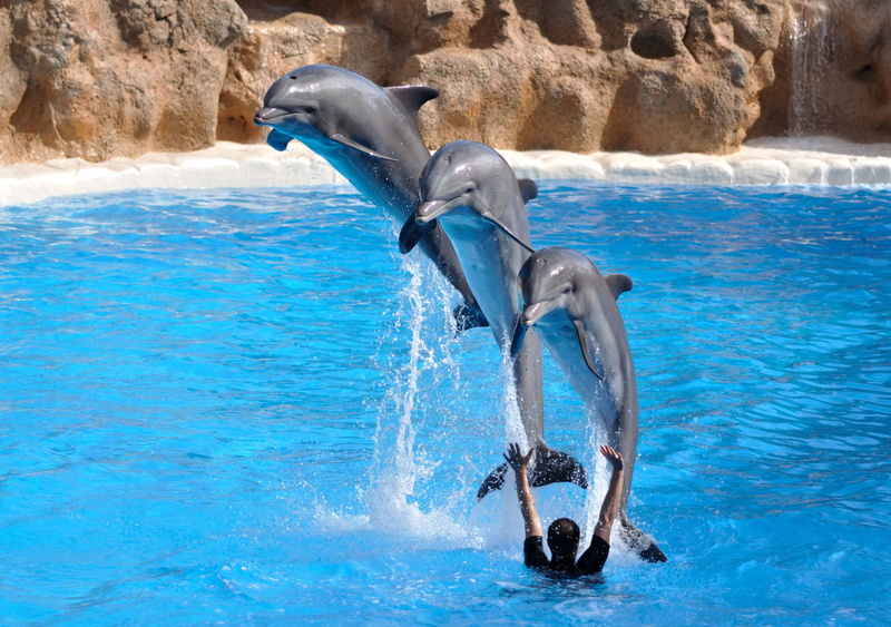 Bottlenose, 1080P, Dolphin, Animal
