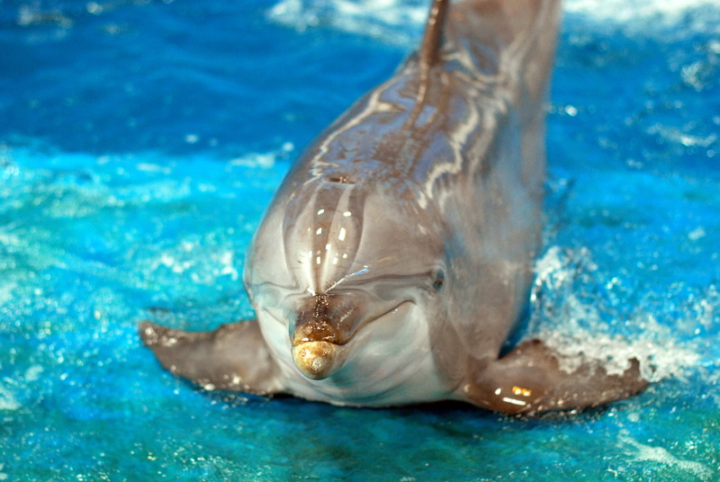 one animal, animals in the wild, wildlife, Bottlenose Dolphin, no people, outdoors, blue, fish, zoo, wildlife photography, swimming, close-up, underwater