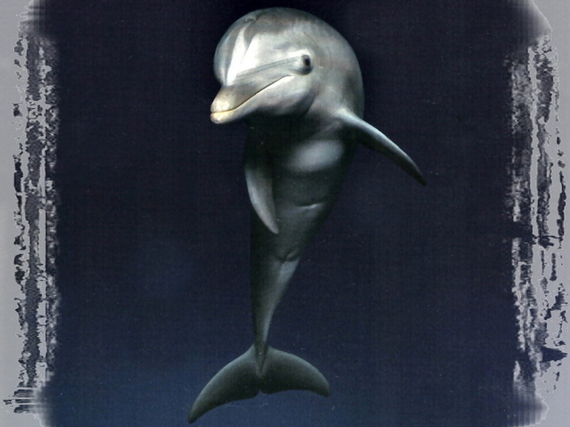 animal, animals, hd, ocean, art, photography, photo, sea, 480P, bottlenose, dolphins, dolphin