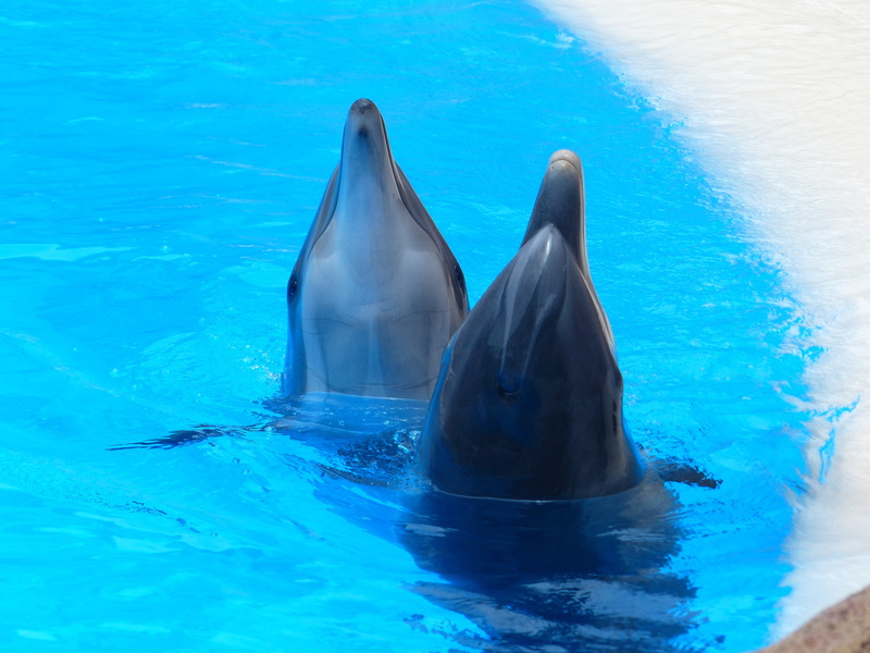 4K, marine, animal wildlife, body, dolphins, delphinidae, animal themes, cetacea, swimming, wildlife, mammals, marine mammals, mammalia, no people, meeresbewohner