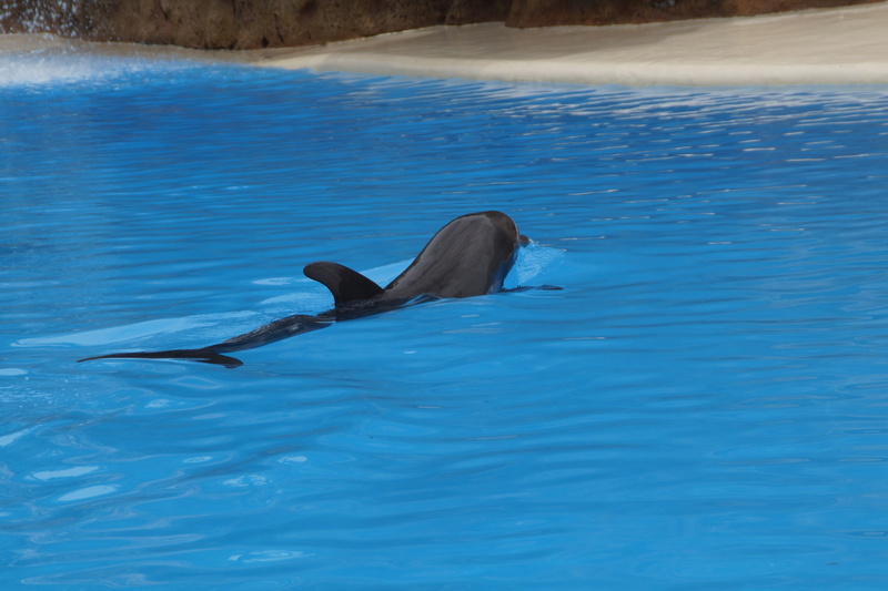 blue, head, vertebrate, animal husbandry, water, pinball, pool, aquatic mammal, bottlenose dolphin, sea, animals, animal themes, day, swimming, outdoors