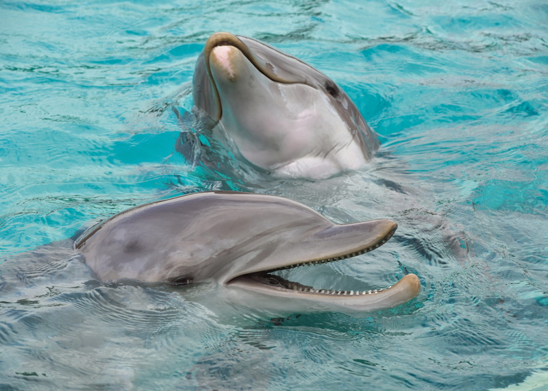 gray, sea, fish, nature, animal, mammal, water, aquatic mammal, group of animals, turquoise colored, dolphin, animal wildlife, sea life, animal mouth, 5K