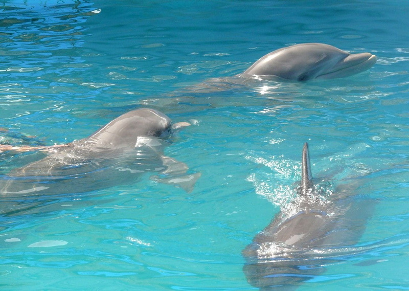 animal wildlife, day, Swimming, mammal, sea, animal, Water, animals in the wild, underwater, swimming pool, bottlenose, care, blue, marine, aqua, wildlife