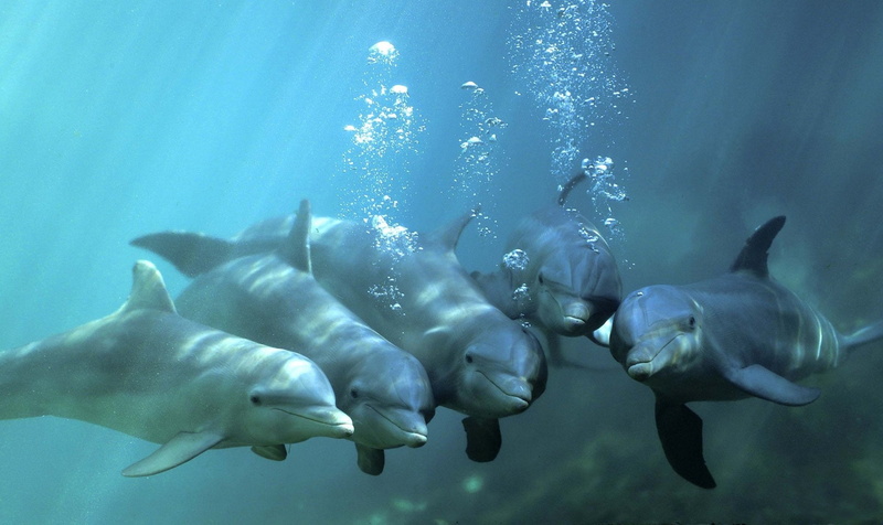 Dolphin, Bottlenose, Underwater, Animal, 1080P