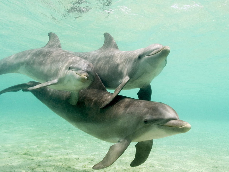 animal wildlife, Animals, sea life, animal, three, animal themes, group of animals, turquoise colored, marine, animals in the wild, undersea, dolphins