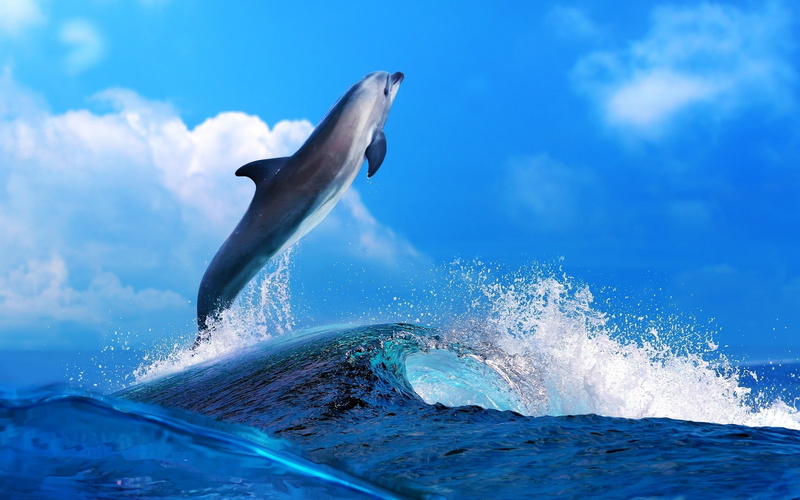 sea, blue, Dolphin, nature, clouds, bottlenose dolphin, Mammals, waves, 2K, animals, sky