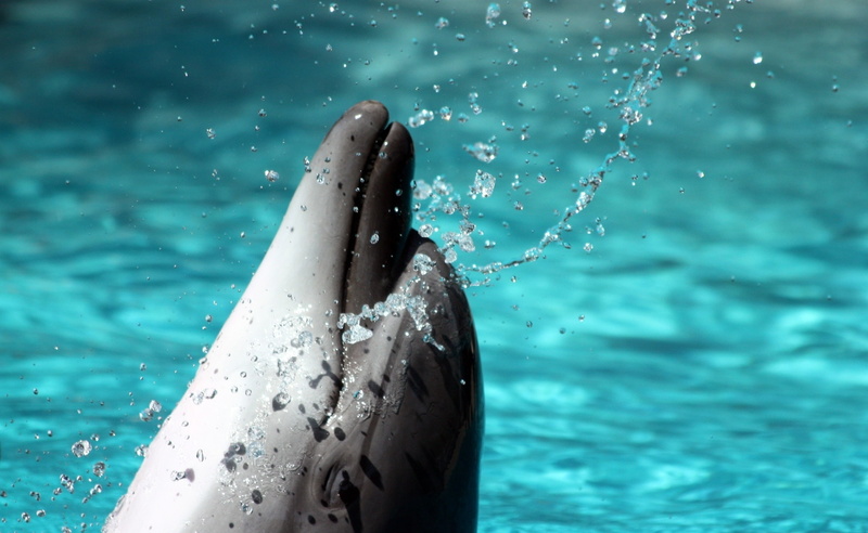 undersea, aquatic mammal, marine, motion, real people, one person, gray, outdoors, underwater, water, 2K, day, animal, focus on foreground, animal wildlife