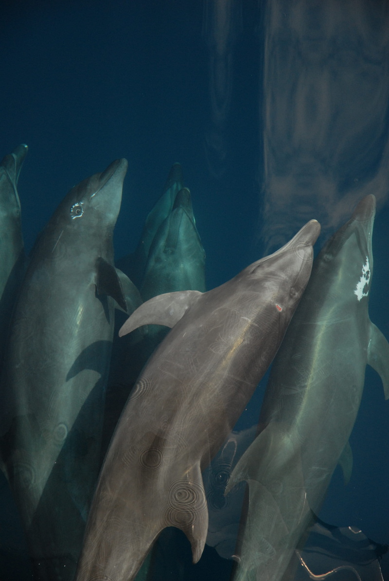 fish, Bottlenose Dolphin, dolphin, animal, marine, animals in the wild, animal wildlife, animal themes, group of animals, swimming, Sea, ocean, sea life