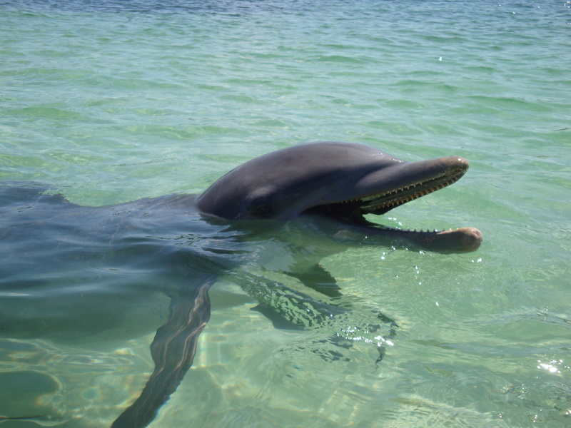2K, ocean, vertebrate, wild, bottlenose, day, marine, animal wildlife, animals in the wild, no people, waterfront, aquatic, happy, outdoors, fish, animal head