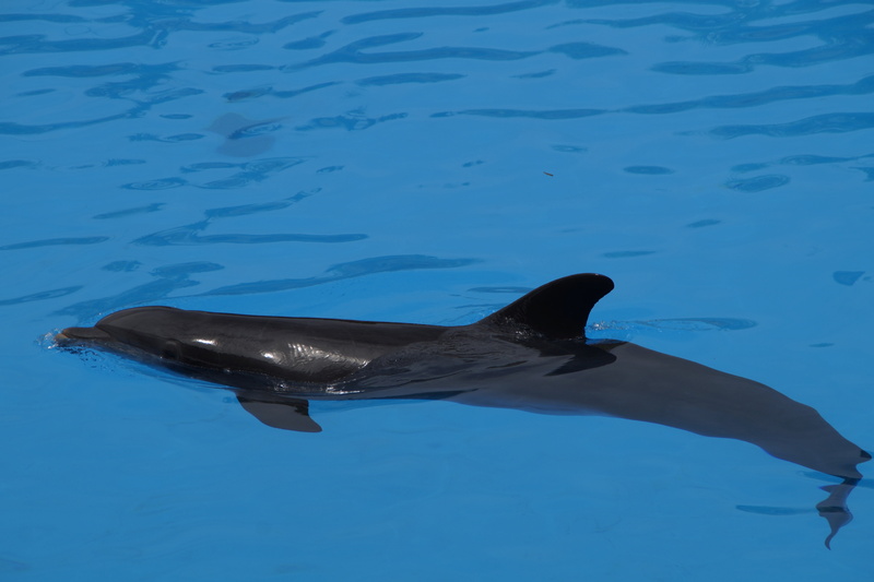 wildlife, animals in the wild, delphinidae, nature, mammals, sea life, vertebrate, one animal, blue, motion, water, fluke, dolphin, meeresbewohner, marine mammals