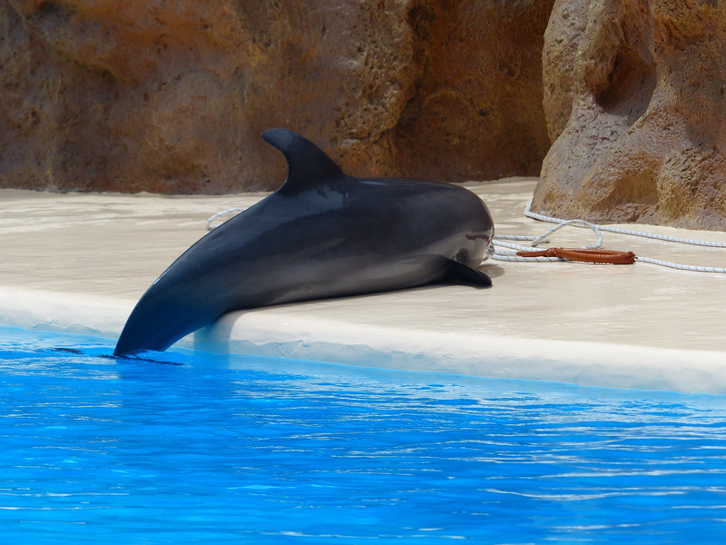 aquatic Mammal, outdoors, swimming pool, sea, mammalia, wildlife, marine, animal themes, no people, bottlenose dolphin, marine mammals, pinball, underwater