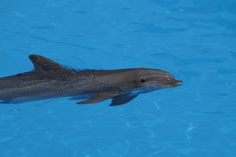 play, mammals, waterfront, fish, sea, animal wildlife, 5K, dolphin, water, animal, sea life, pinball, bottlenose dolphin, blue, vertebrate, one animal
