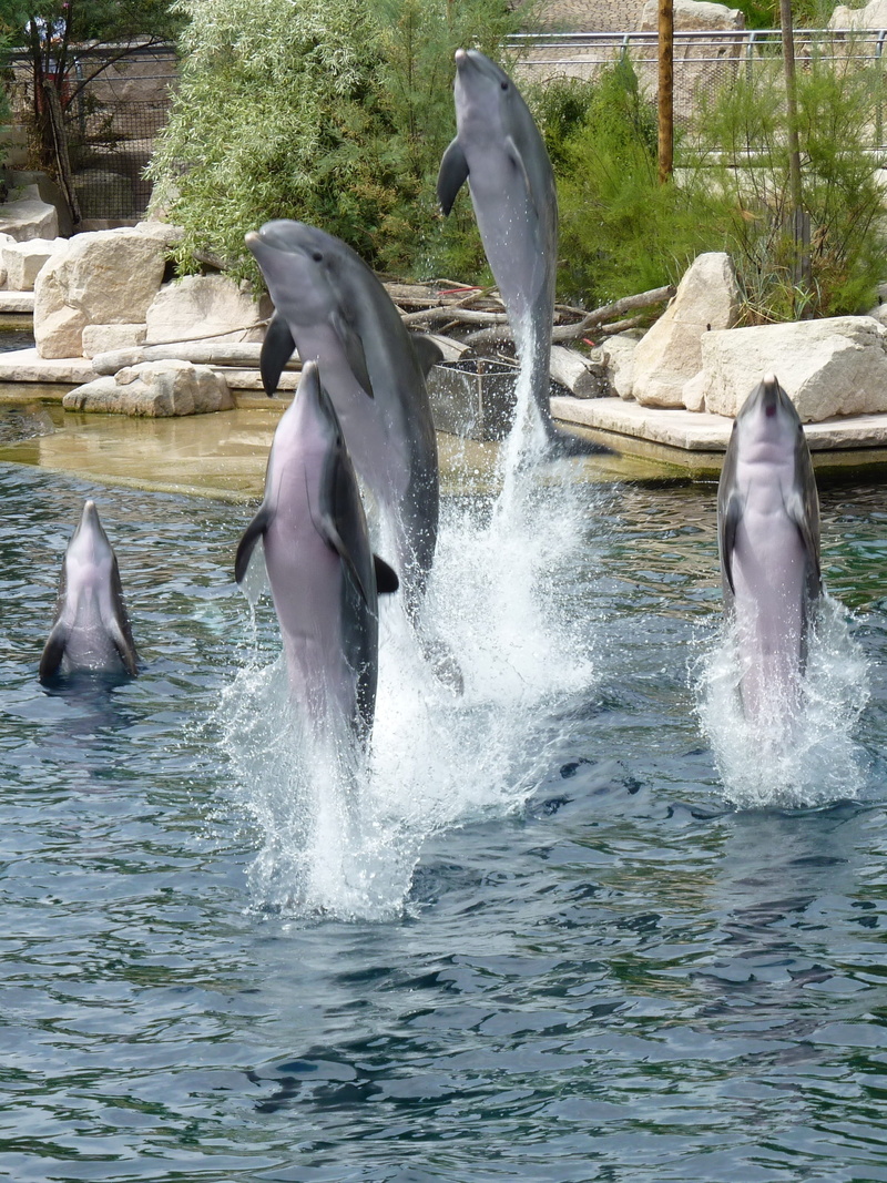 no people, underwater, group of animals, day, pinball, jump, animals in the wild, animal, marine, 2K, splashing, motion, swim, swimming, outdoors, animal themes