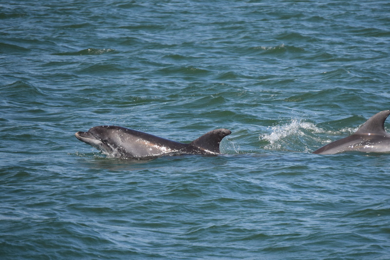 animals in the wild, beauty in nature, swimming, animal themes, no people, Sea, 2K, aquatic mammal, marine, animal wildlife, waterfront, day, Dolphins