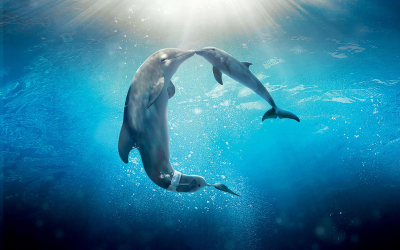 2K, tale, dolphin