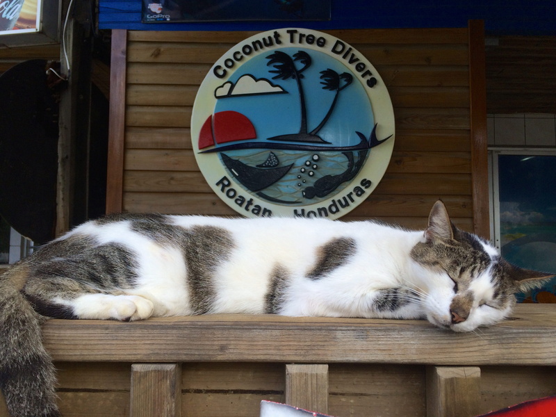 west end, honduras, island life, dive shop, wood - material, mammal, pets, relaxation, resting, no people, clock, day, sleeping, vertebrate, coconut tree divers