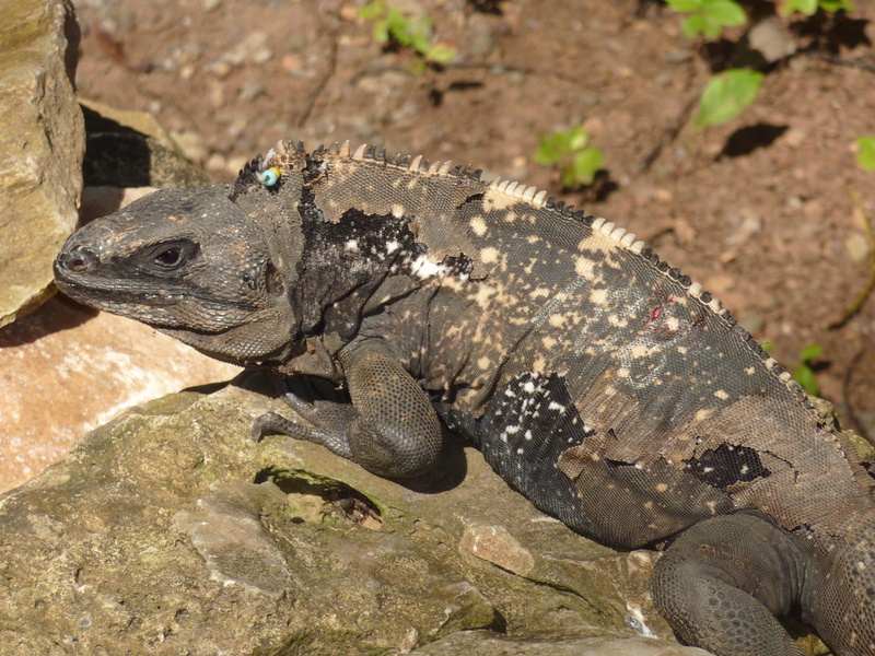 sunlight, brown, one animal, rock, Dragon, animal themes, Iguana, animal scale, day, Lizard, natural, 2K, high angle view, close-up, animal wildlife, side view