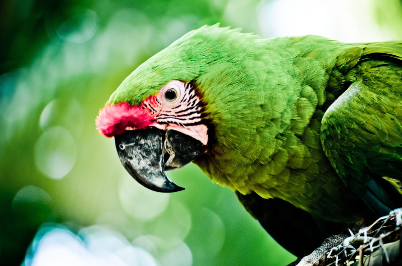 animal eye, vertebrate, beauty in nature, animal head, ornithology, focus on foreground, photography, animals in the wild, nature, bokeh, 4K, close-up