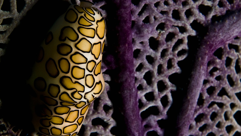 Roatan, Marine Park, yellow, Coral Polyps, purple, 4K, underwater, water, aquarium, Flamingo Tongue Snail, Worlds best diving sites, diving, Honduras