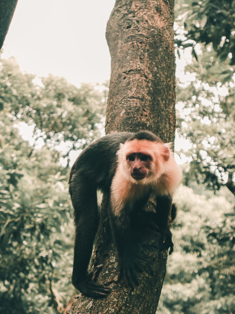 4K, portrait, animals in the wild, tree, primate, one animal, focus on foreground, land, outdoors, plant, vertebrate, trunk, no people, nature, animal