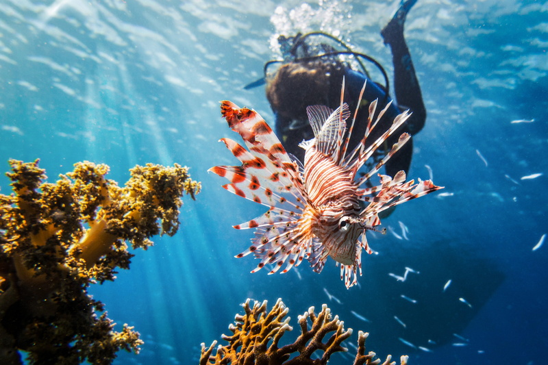 sea life, nature, dive, scuba, invertebrate, animal, group of animals, vertebrate, diver, marine, underwater, diving, sea, divers, swimming