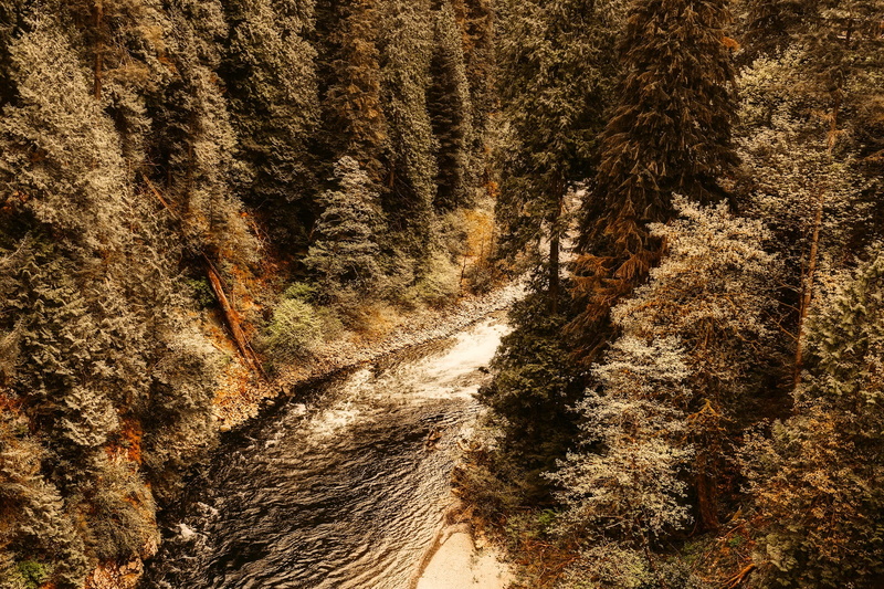trees, outdoors, backgrounds, hdr, tree, coniferous tree, Gully, no people, scenics - nature, Landscape, river, full frame, woods, day, sunlight, stream