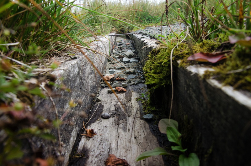 flowing, bark, old, rain, flowing water, wood, plant part, green color, selective focus, tree, close-up, beauty in nature, moss, day, forest, wood - material