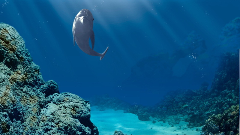 marine, animal, adventure, water, blue, animal themes, ecco the dolphin, underwater diving, coral, vertebrate, 1080P, swimming, fish, animal wildlife