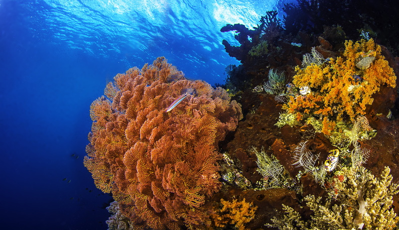 nature, Coral, reefs, 5K, sea, seabed, fish