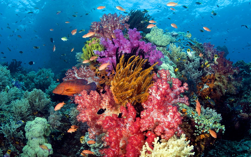 seabed, fauna, sumptuous, ocean, fish, hd, 4K, colors, widesreen, tropical, underwater, coral, exotic