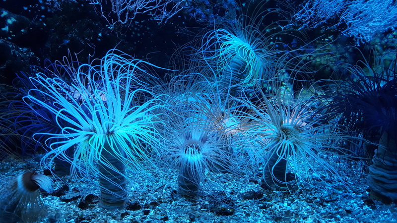 blue, high angle view, undersea, outdoors, ocean, reef, animal themes, nature, ecosystem, photo, scuba diving, exotic, animal, sea life, water, marine