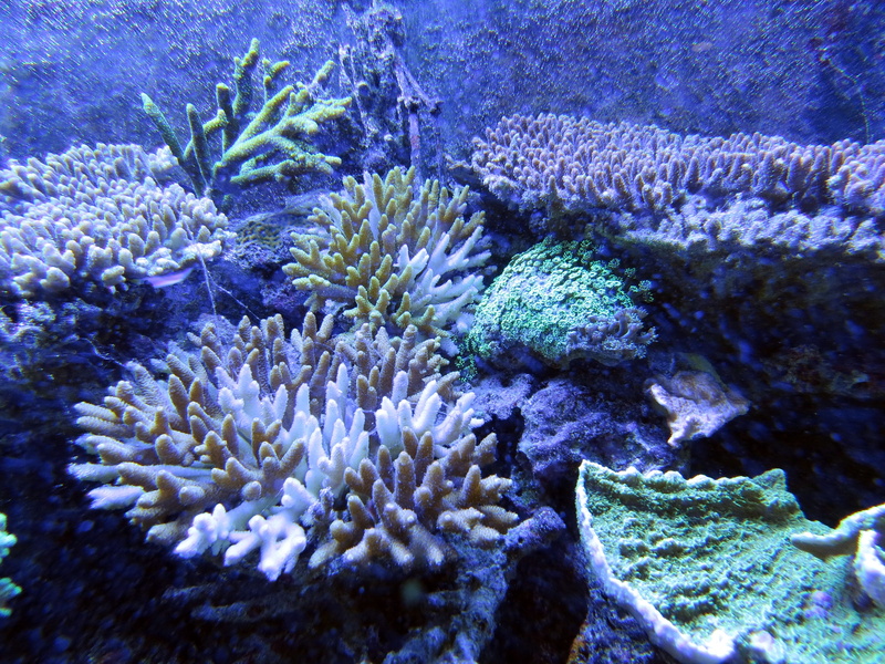 water, invertebrate, in the sea, purple, beauty, sea, animal, coral reef, animal themes, no people, ecosystem, 4K, marine, vertebrate, close-up, animals in the wild