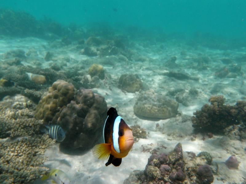 sea, deep, seabed, animals in the wild, animal wildlife, nature, wild, brown, wildlife, fish, coral, tropical, underwater, undersea, white, tropical fish