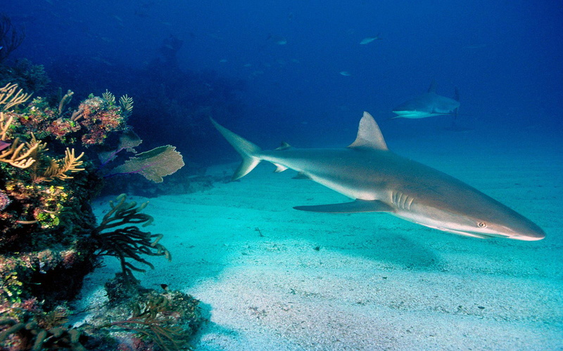 gray, 4K, reef, shark, hd, seabed