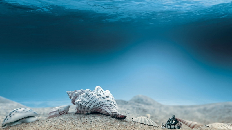 Seabed, Mollusca, Underwater, 1080P