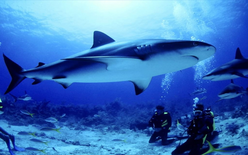 hd, 4K, undersea, sea, seabed, animal wildlife, nature, marine, school of fish, group of animals, desktop, aquatic sport, underwater, animal