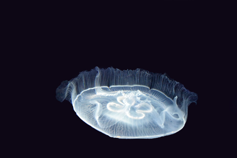 animal wildlife, studio shot, ocean, black, dark, swimming, movement, sea, undersea, marine animal, 5K, invertebrate, cnidarians, water, nature, marine