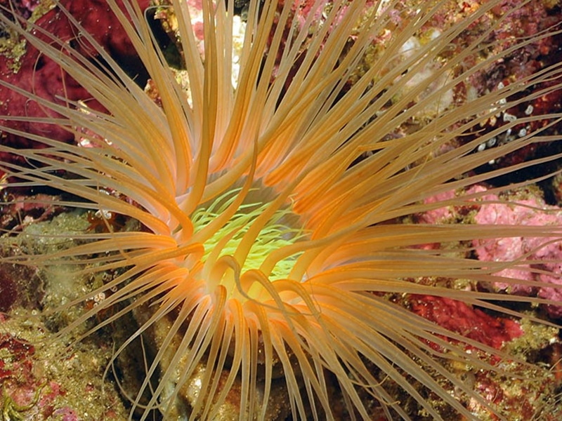 art, 480P, hd, nature, seabed, oceans