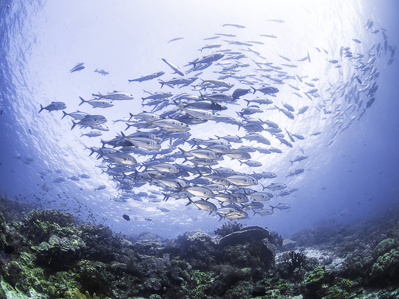ocean, sea, nature, school, underwater, 4K, of, fish, Seabed, Karalli