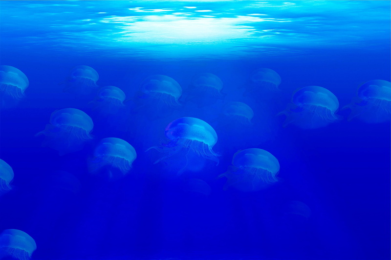 water, large group of animals, sea, undersea, blue, marine animal, saltwater fish, animal themes, animals in the wild, tank, group of people, ocean, aquarium