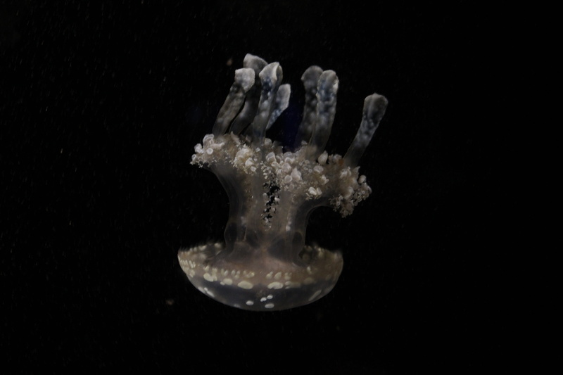 no people, nature, Water, underwater, black background, undersea, animal, animals in the wild, swimming, close-up, studio shot, day, seabed, transparent